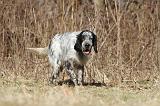 SETTER ANGLAIS 050